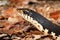 Snake Malagasy Giant Hognose, Madagascar wildlife