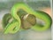 A snake named sea carcass, also commonly known as a green viper is a type of dangerous venomous snake