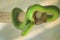 A snake named sea carcass, also commonly known as a green viper is a type of dangerous venomous snake