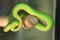 A snake named sea carcass, also commonly known as a green viper is a type of dangerous venomous snake