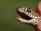 Snake in natural habitat & x28;Dolichophis caspius& x29;