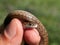Snake in natural habitat Dolichophis caspius
