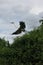 Snake neck bird in Madidi Park. Beni region, Pampas de Yacuma, Bolivia