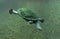 Snake Necked Turtle Diving into Deep Dingy Water