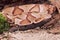 Snake-Northern copperhead