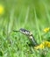 Snake over the green background