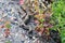 Snake photo. Snake close-up profile view with a background of colored foliage