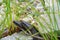 Snake photo. Snakes close-up profile view with a background of colored foliage. Snake couples head close-up