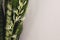 Snake plant blooming stem close up on background of white room.  Sansevieria plant blooming flowers on stem and green striped