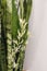 Snake plant blooming stem close up on background of white room.  Sansevieria plant blooming flowers on stem and green striped