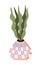 Snake plant with clay pot with ornaments vector set. Plant growing in pot or planter. Beautiful natural home.