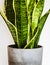 Snake plant detail in a concrete planter on white background.