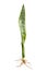 Snake Plant, Dracaena trifasciata leaves,  Tropical foliage isolated on white background, with clipping path