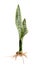 Snake Plant, Dracaena trifasciata leaves,  Tropical foliage isolated on white background, with clipping path