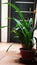 Snake plant#green#alone in quarantine time#healing earth