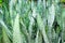 Snake plant or green sansevieria trifasciata prain nature leaf field outdoor background
