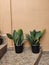 Snake plant, Nagaland, Mokokchung, houseplant, indoor