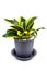 Snake Plant or Sanseviera Trifasciata in pot isolated on white background. Indoor Plant Concept