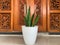 Snake Plant Sansevieria in Latin grows in white pots. Also known as Lidah Mertua which means tongue-in-law in Bahasa