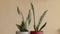 Snake plants in a decorative pots