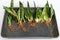 Snake plants growing from leaf cuttings laying in a tray bare roots plants
