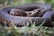 Snake portrait with tongue in grass