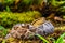 Snake in a rainforest - Tree Boa Constrictor snake, Corallus hortulanus