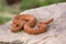 Snake resting on rock