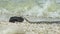 Snake river natrix reptile