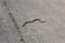 Snake run into ricefield by the road