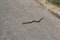 Snake run into ricefield by the road