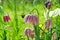 Snake\'s head fritillary British wild meadow flower