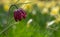 Snake\\\'s Head Fritillary flower growing outside the walled garden at Eastcote House, Hillingdon, London UK.