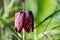 Snake\\\'s Head Fritillary flower growing outside the walled garden at Eastcote House, Hillingdon, London UK.