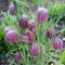 Snake`s Head Fritillary Flowers