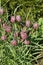 Snake`s head fritillary flowers