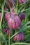 Snake`s head fritillary flowers