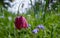 Snake`s head fritillary flowers growing wild in Magdalen Meadow which runs along the bank of River Cherwell in Oxford, UK