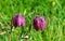 Snake`s-head fritillary flowers  in meadow grass.