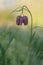 Snake\'s head fritillary (Fritillaria meleagris)