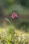 Snake\'s head fritillary (Fritillaria meleagris)