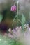 Snake\'s head fritillary (Fritillaria meleagris)