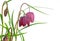 Snake`s Head Fritillary - Fritillaria meleagris