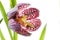 Snake`s head fritillary Fritillaria meleagris or chess flower,