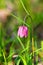 Snake`s Head Fritillary Fritillaria meleagris with the morning dew