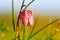 Snake`s Head Fritillary Fritillaria meleagris with the morning dew