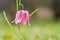 Snake`s Head Fritillary Fritillaria meleagris with the morning dew