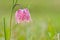 Snake`s Head Fritillary Fritillaria meleagris with the morning dew