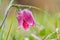 Snake`s Head Fritillary Fritillaria meleagris with the morning dew