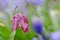 Snake\'s head fritillary (Fritillaria meleagris) with slug damage